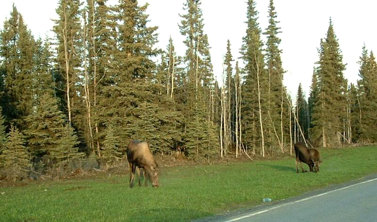 Spacious Riverside Cabin Rental with Gorgeous Woodland Views on Alaska's Kenai Peninsula