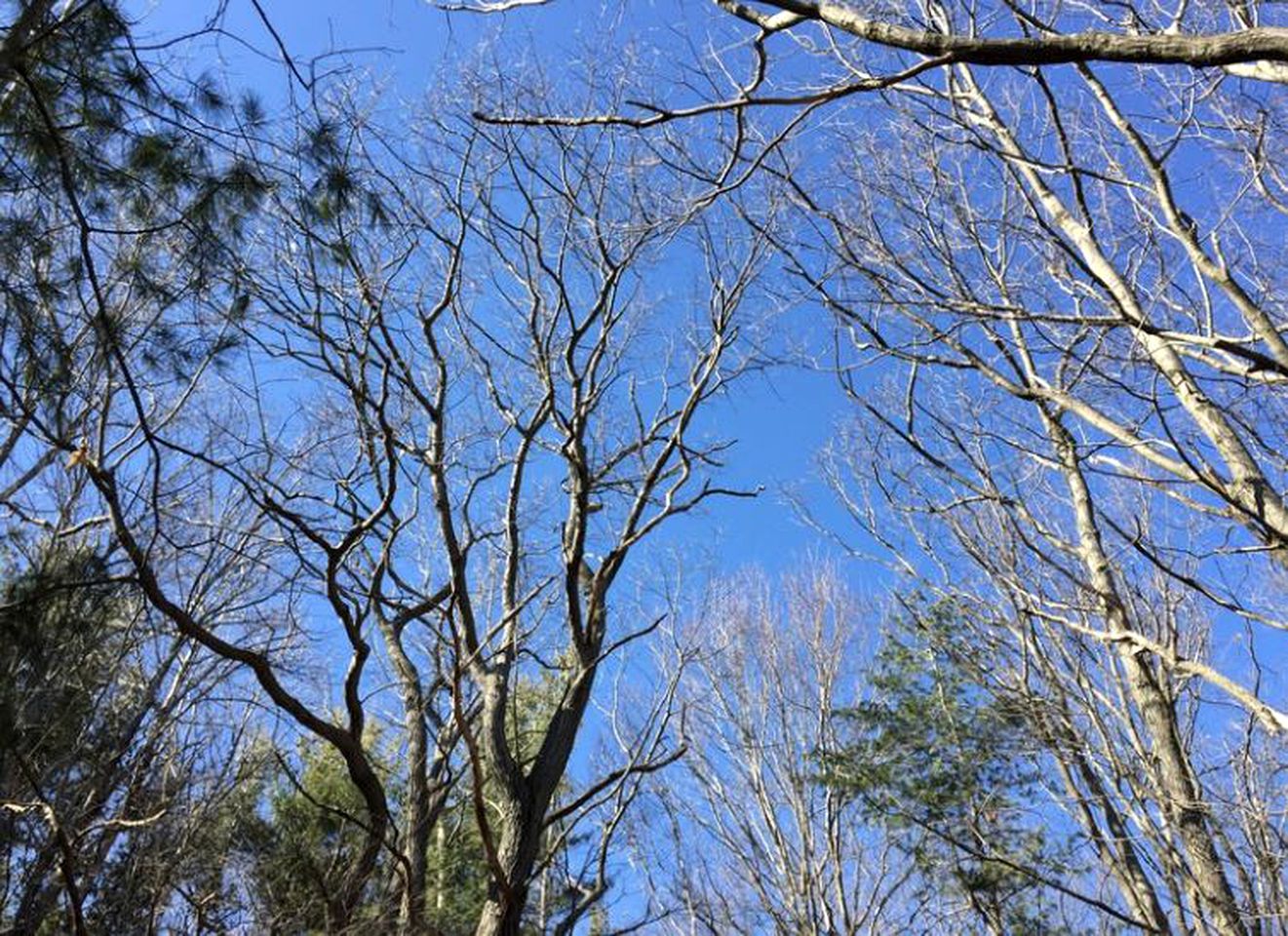 Comfortable Camping Cabin in the Woodlands of Steuben County, New York