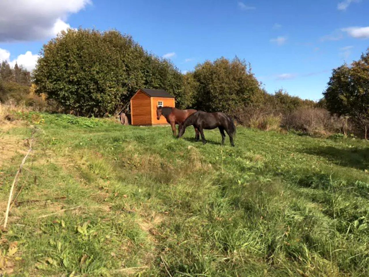 Secluded Tiny House near Kilcher Beach in Homer, Alaska