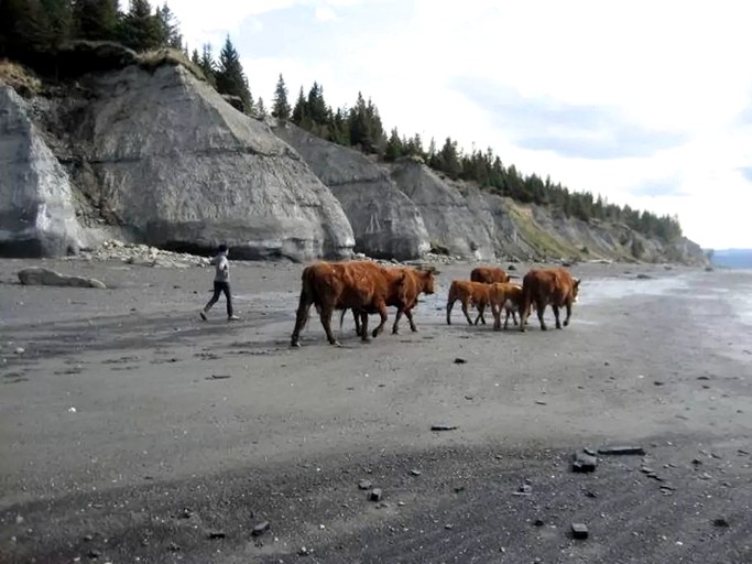 Caravans (Homer, Alaska, United States)