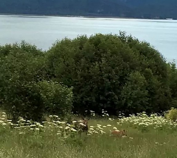 Caravans (Homer, Alaska, United States)