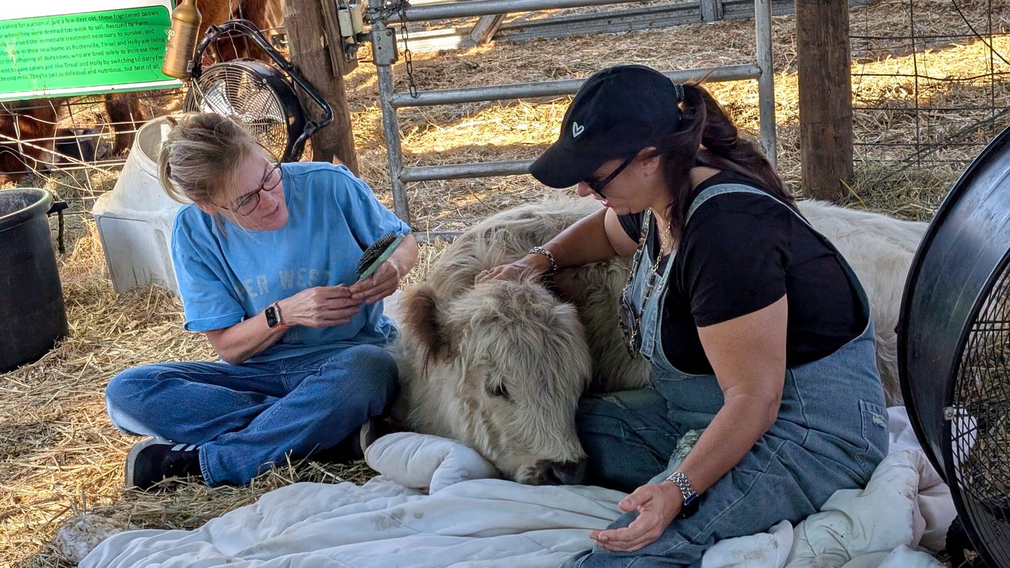 Luxury Highland Cow Glamping in Cozy Covered Wagon with Peaceful Farm Retreat in Melrose, Florida