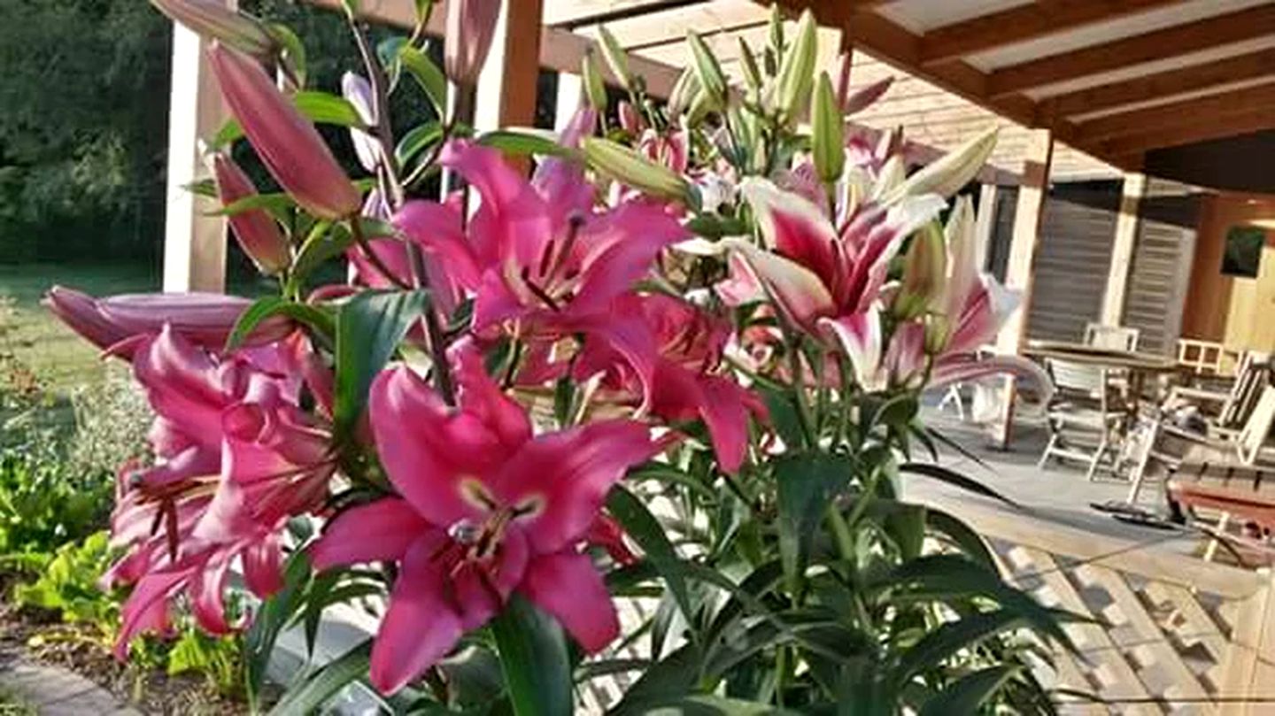 Cozy Bed and Breakfast Accommodation with a Garden in Lincoln, New Zealand