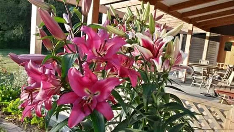 Nature Lodges (Christchurch, South Island, New Zealand)