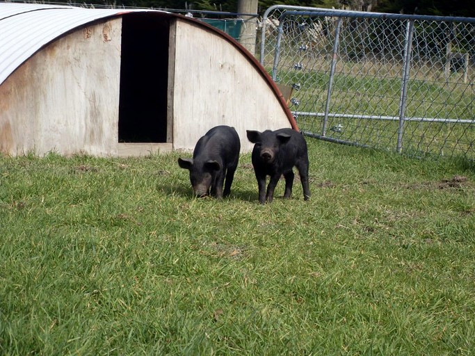 Nature Lodges (Christchurch, South Island, New Zealand)