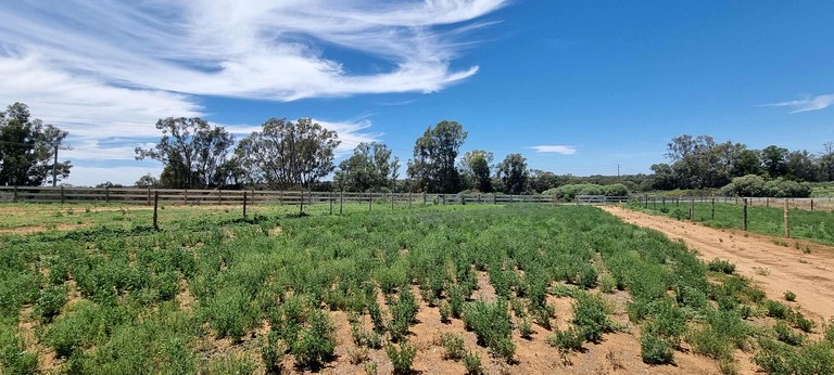 Tiny Houses (Australia, Mildura, Victoria)