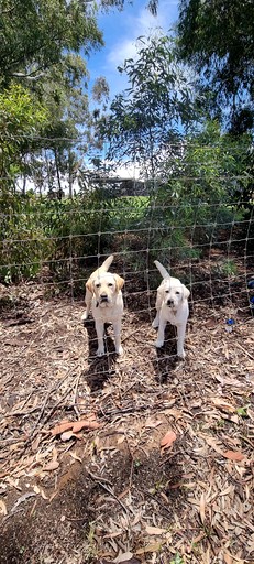 Tiny Houses (Australia, Mildura, Victoria)