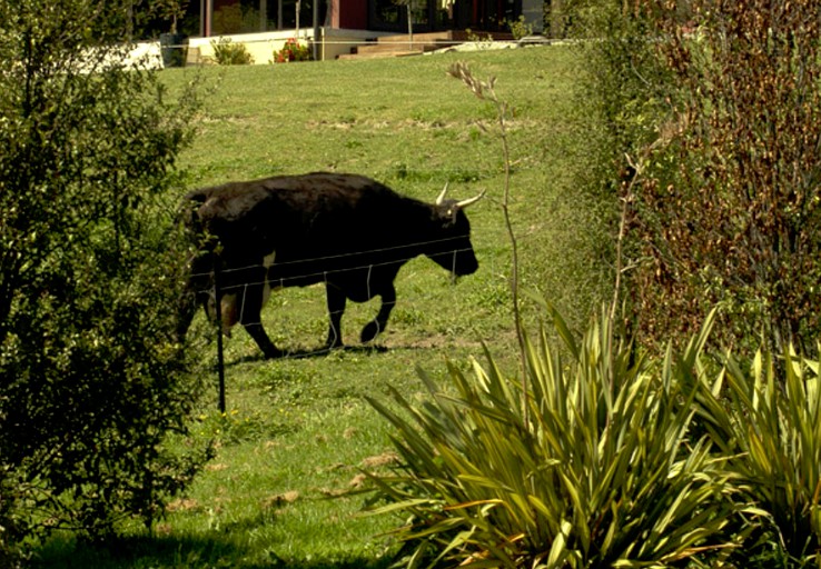 Nature Lodges (Gisborne, North Island, New Zealand)