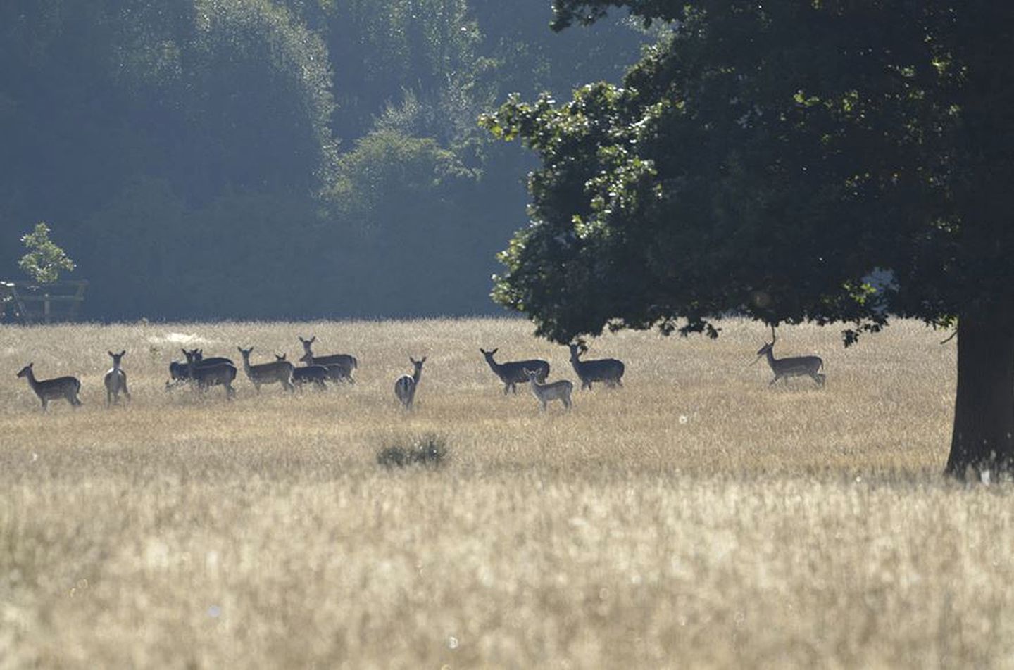 Charming Rental Nestled in a Safari Park for a Weekend Getaway near Storrington, England