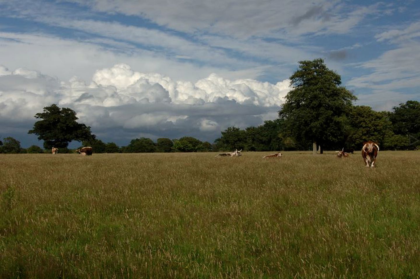 Sustainable Yurt Rental with a Unique Skylight in Horsham, England