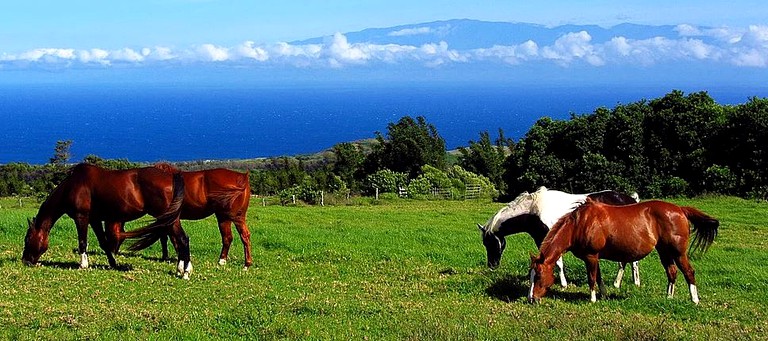 Cabins (Hawi, Hawaii, United States)