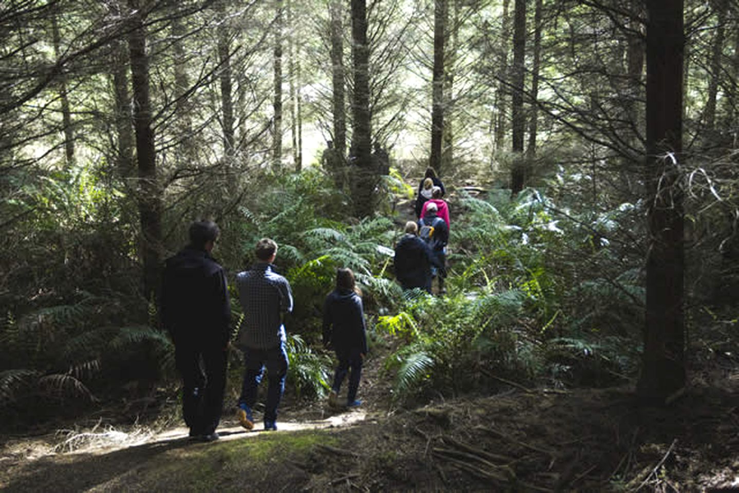 Cozy Camping Cabin near Lake Aniwhenua in Bay of Plenty Region, New Zealand