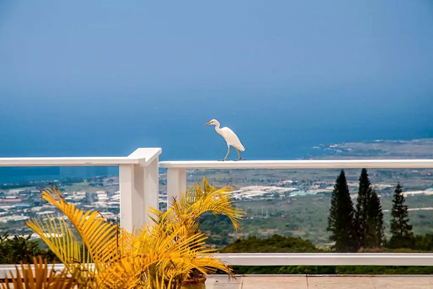 Coastal Farm Cottage with Infinity Pool Overlooking Coffee Farm near Kailua-Kona, Hawaii