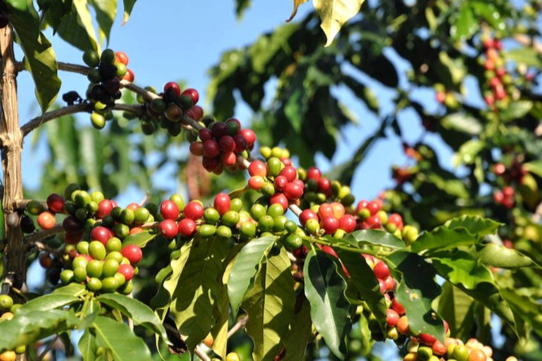 Cottages (Holualoa, Hawaii, United States)