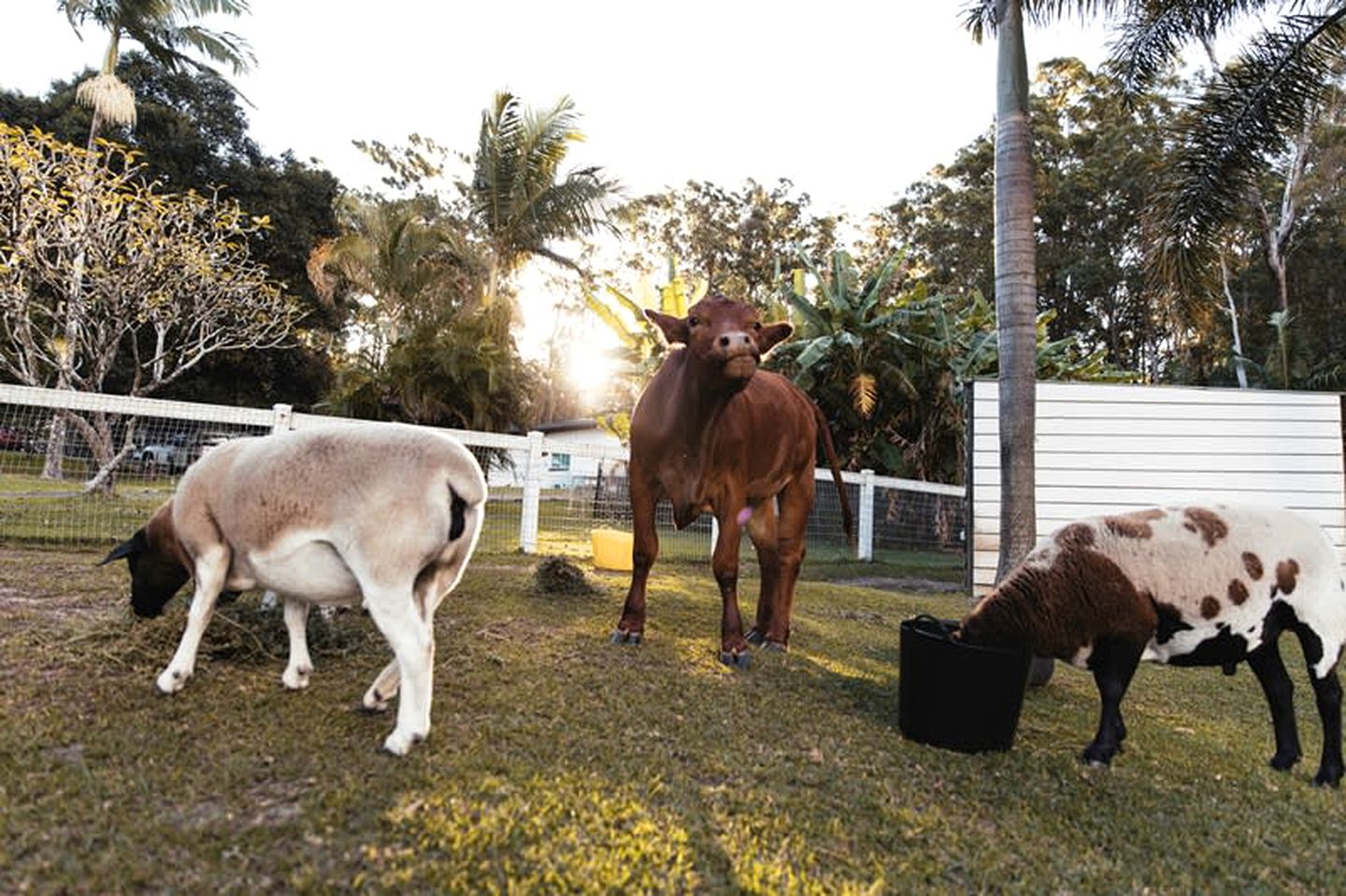 Charming Tiny House Rental for Glamping in Queensland