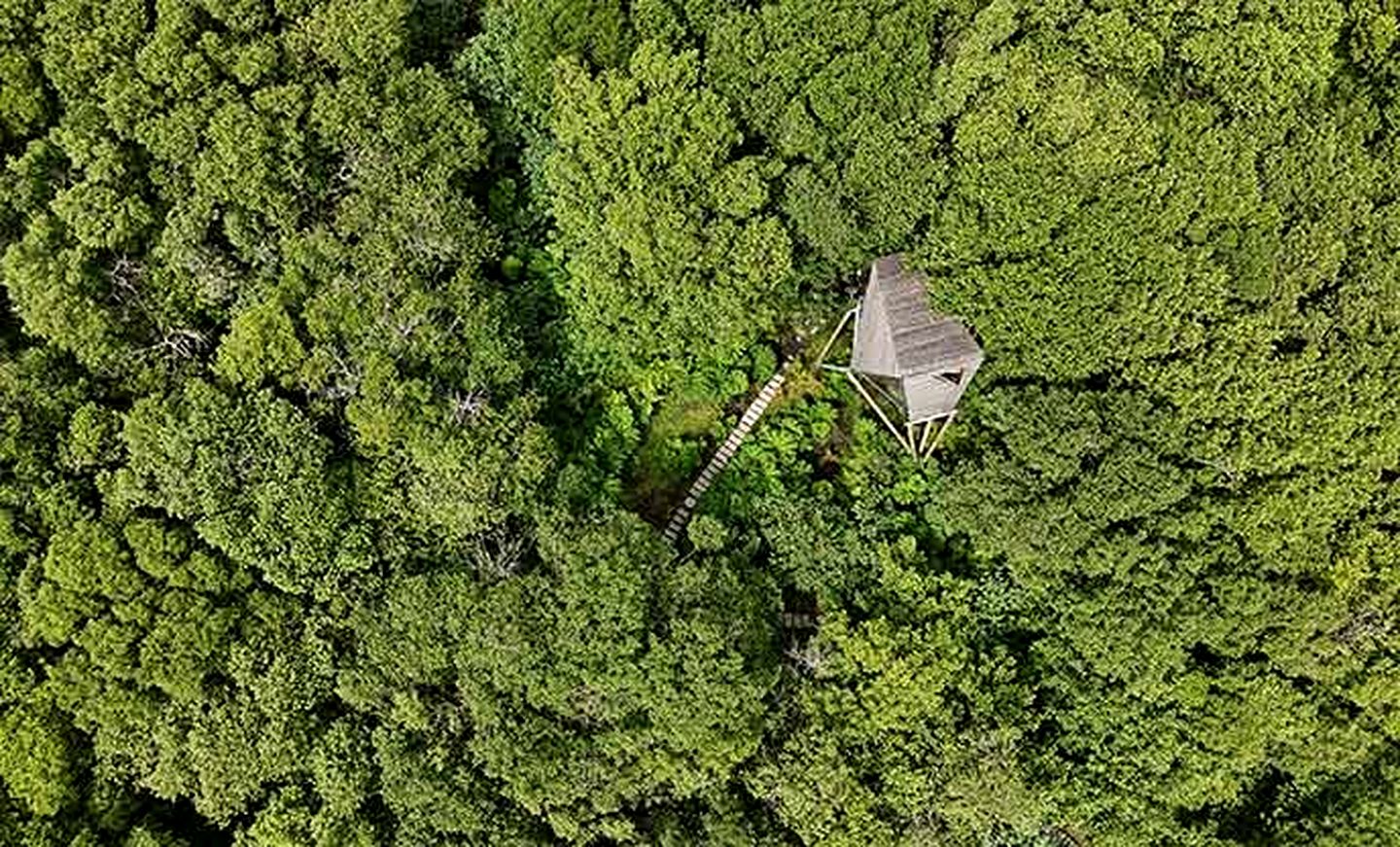 Luminous Woodland Tree House Oasis near Tintagel Waterfall in Cornwall