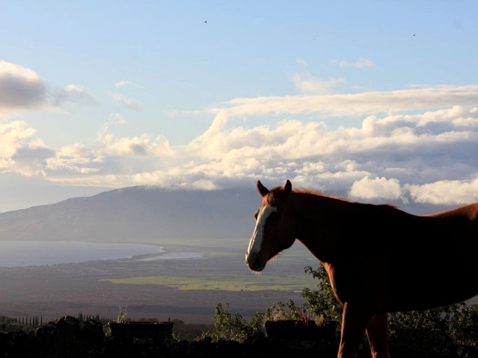 Luxury Cottage Getaway On Maui Hawaii