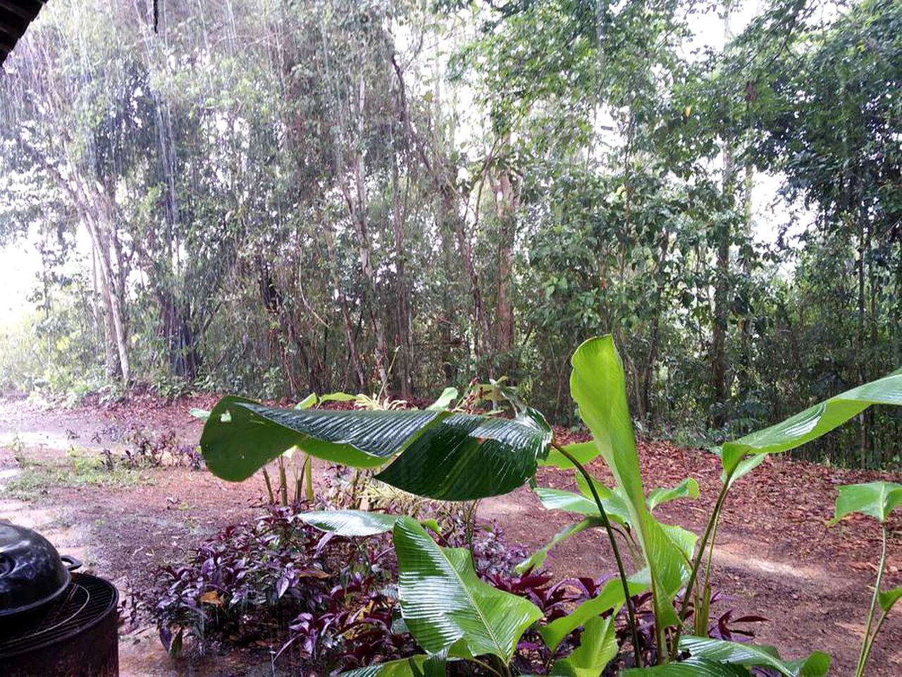 Rustic Cabin Rental on a Secluded Rainforest Property in Platanillo, Costa Rica