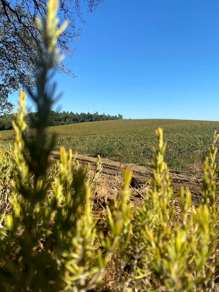 Scenic Eco Tiny Home with Sunrise & Lavender Views near the Rhône River, Mondragon, France