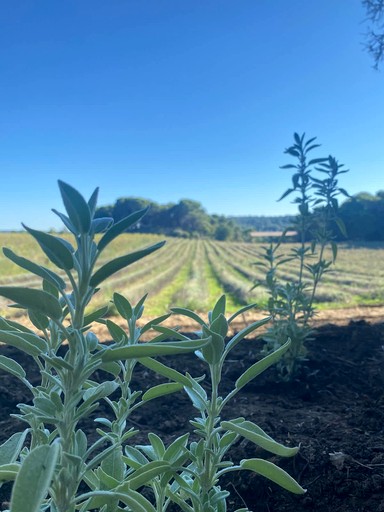 Vacation Rentals (France, --, Provence-Alpes-Côte d'Azur)