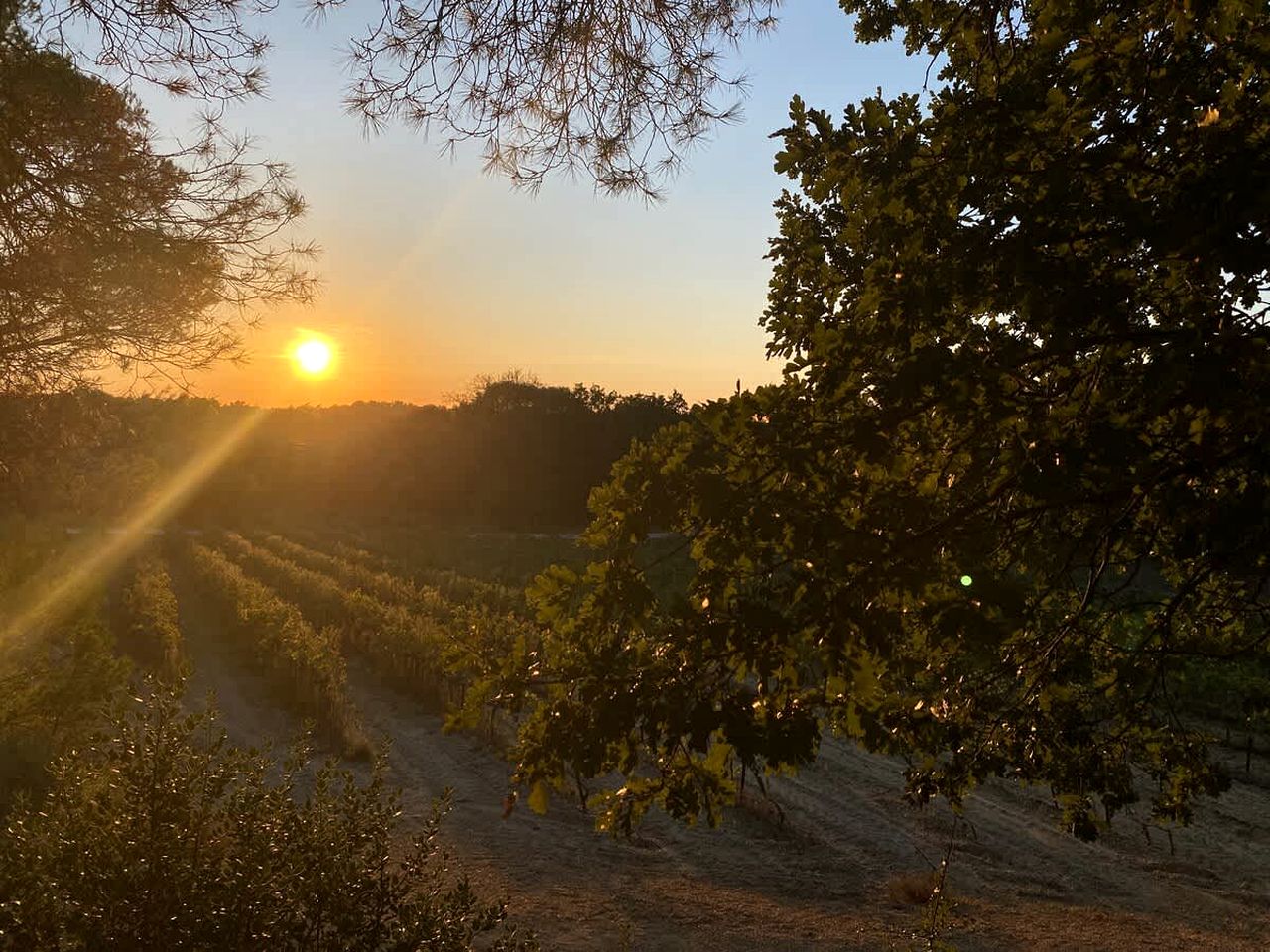 Scenic Eco Tiny Home with Sunrise & Lavender Views near the Rhône River, Mondragon, France