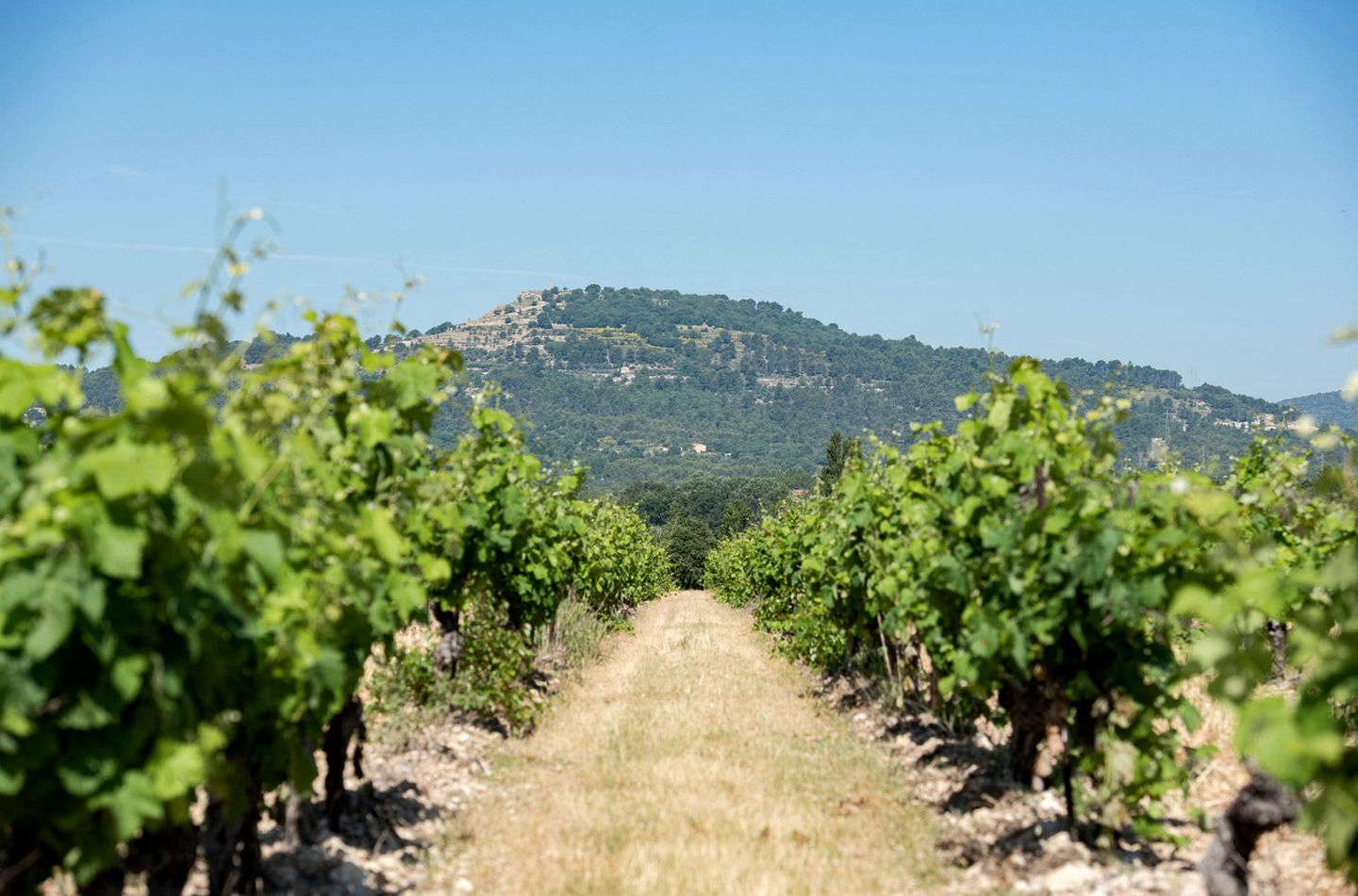 Cosy Eco-Friendly Tiny House with Vineyard Views near Aix-en-Provence, France