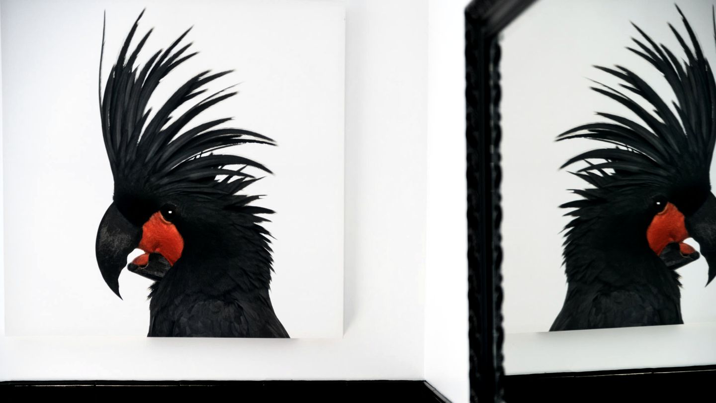 Incredible Pet Friendly Vacation Rental in Daylesford, Victoria