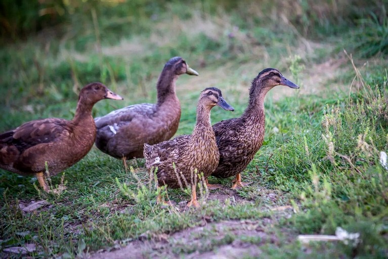 Cabins (Canada, Godfrey, Ontario)