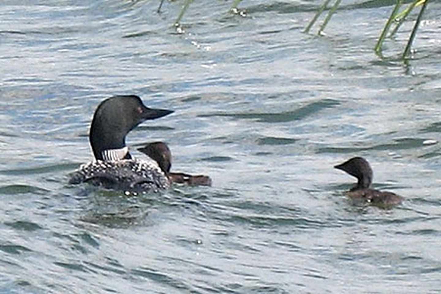 Rustic Four-Person Cabin Rental with Lake Views near Brainerd, Minnesota