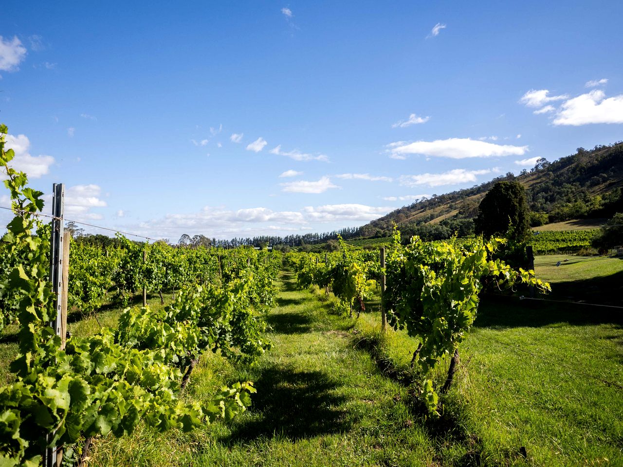 Lake George Winery Glamping near Canberra