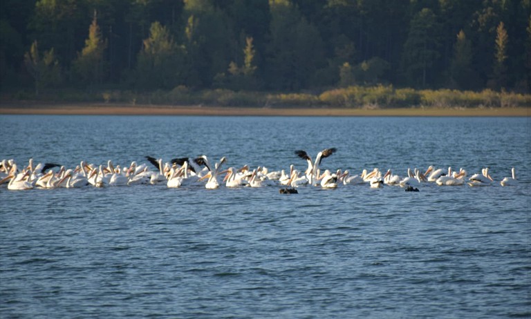 Cabins (United States of America, Edgemont, Arkansas)