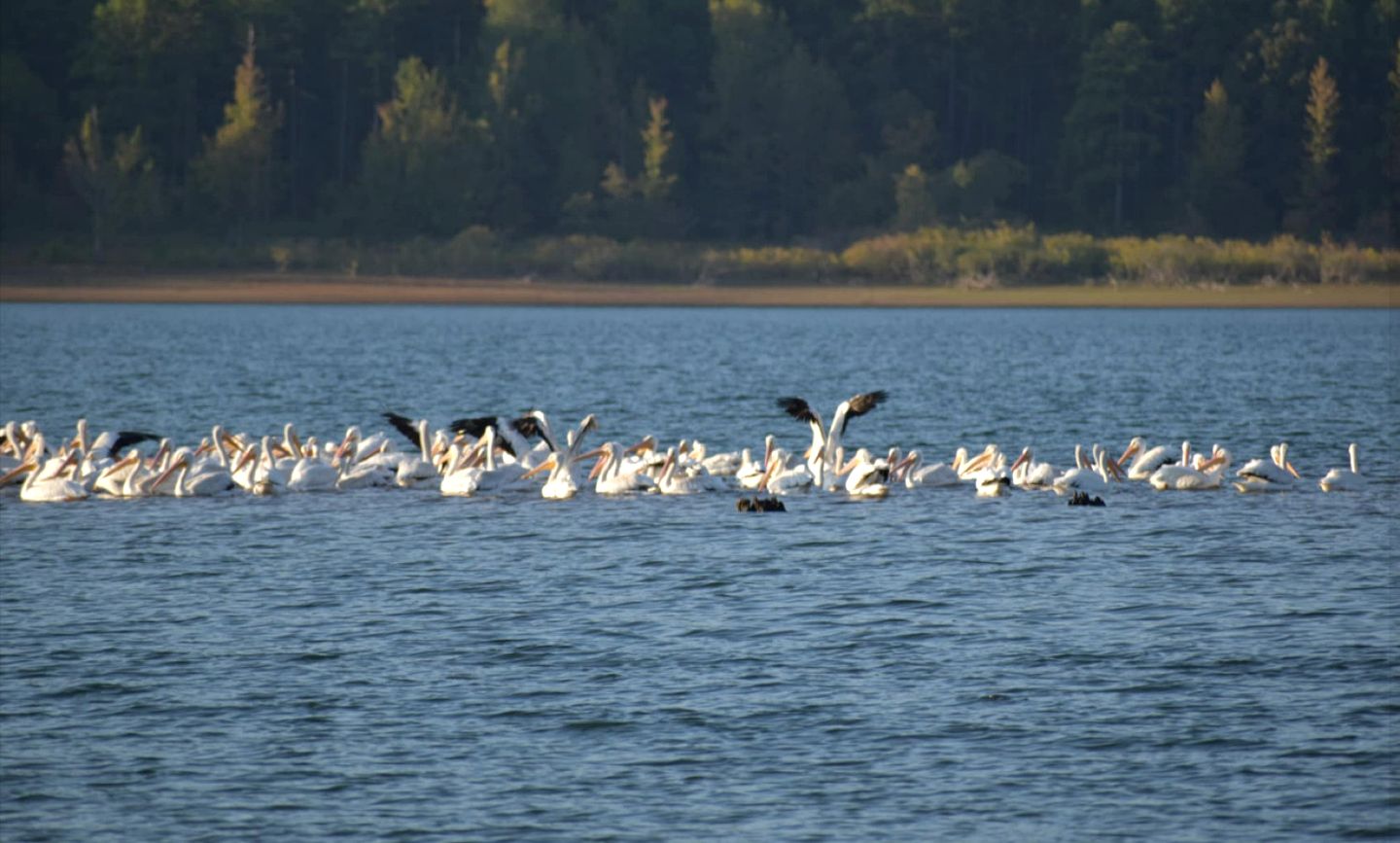 Breathtaking Wooden Cabin with Great Sights in Edgemont, Arkansas