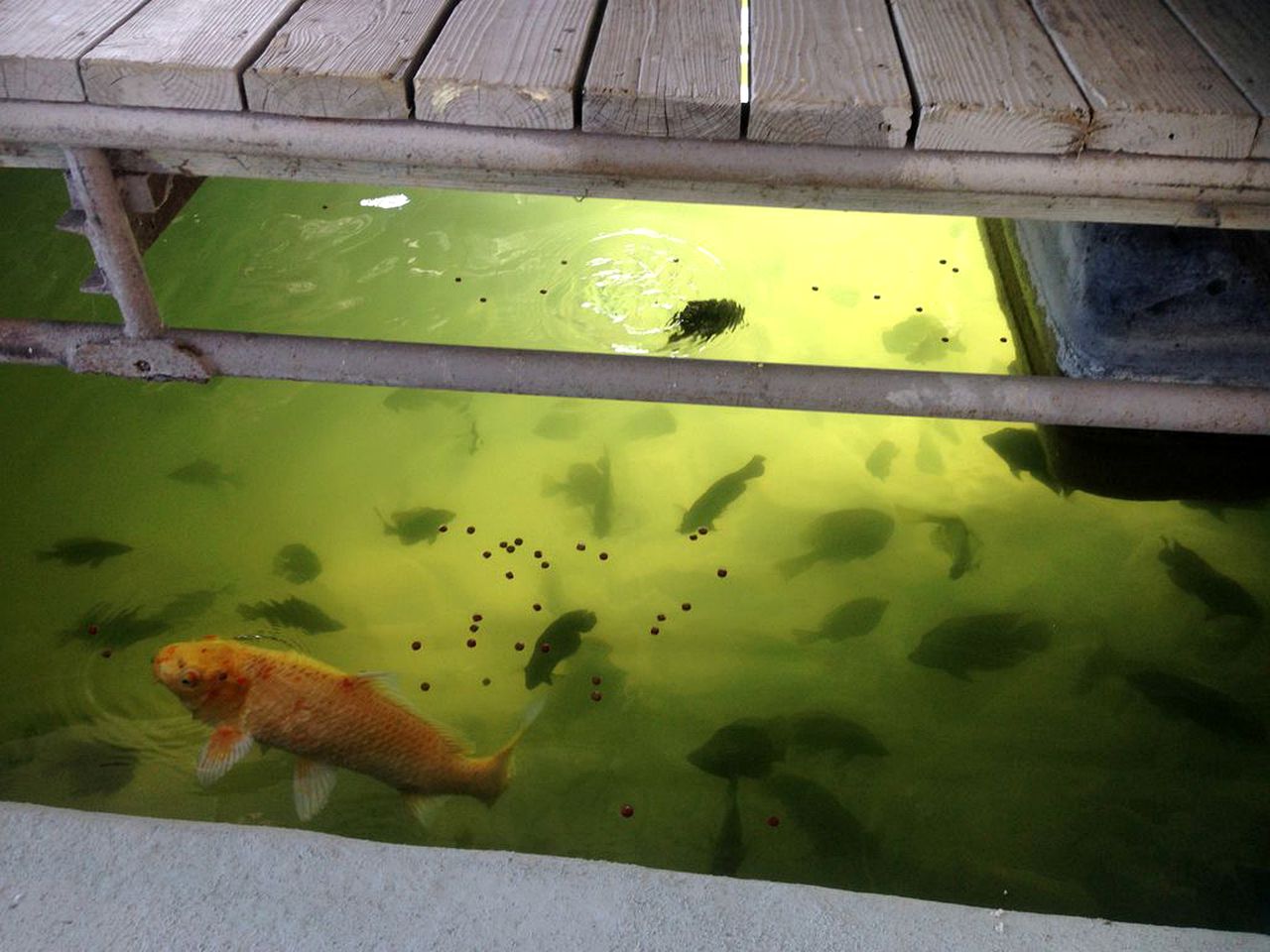 Family-Friendly Houseboat Rental in a No-Wake Cove on Lake Travis, Texas
