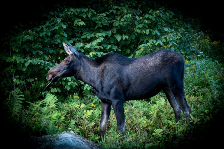 Cabins (United States of America, Pittsburg, New Hampshire)