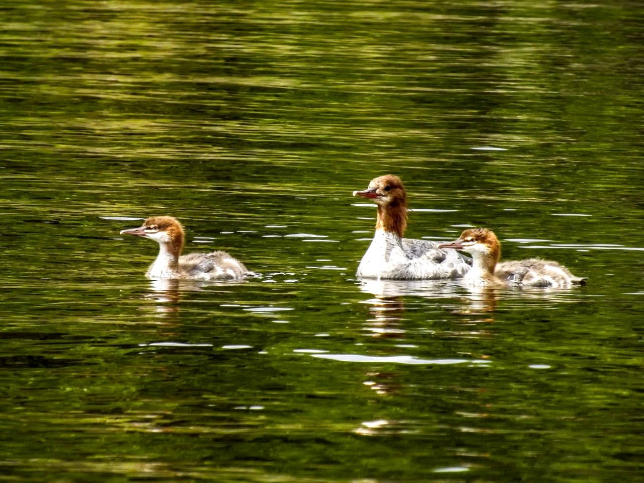 Lakefront Cabin Incredible for a Peaceful and Serene Getaway in New Hampshire
