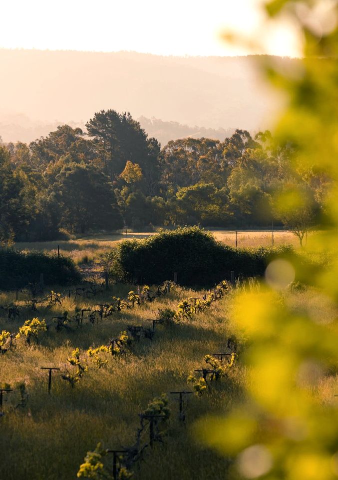 Picturesque Lakefront Tiny House for Tranquil Glamping in Victoria