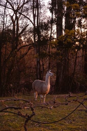 Tiny Houses (Australia, Flowerdale, Victoria)