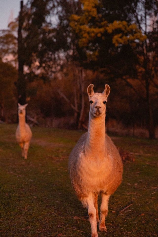 Picturesque Lakefront Tiny House for Tranquil Glamping in Victoria