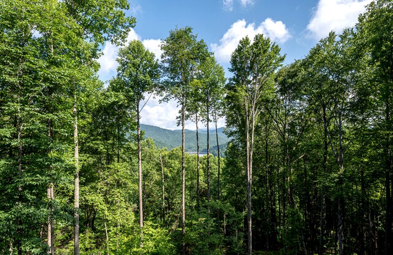 Cabins (United States of America, Topton, North Carolina)