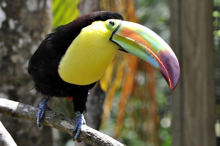 Nature Lodges (La Ceiba, Atlantida, Honduras)