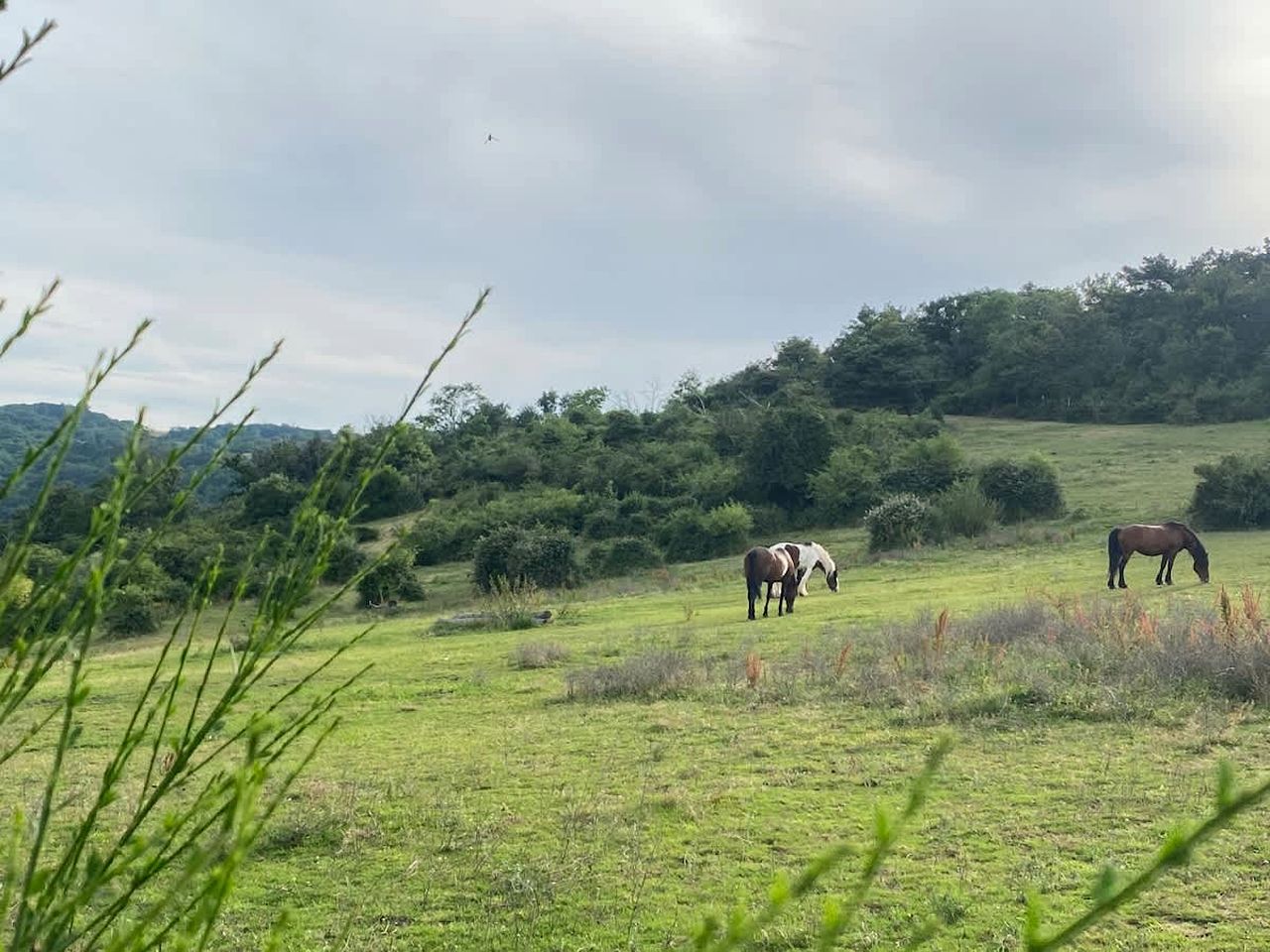 Secluded Sustainable Tiny Home with Horseback Access Near Chaîne des Puys | Châtel-Guyon, France