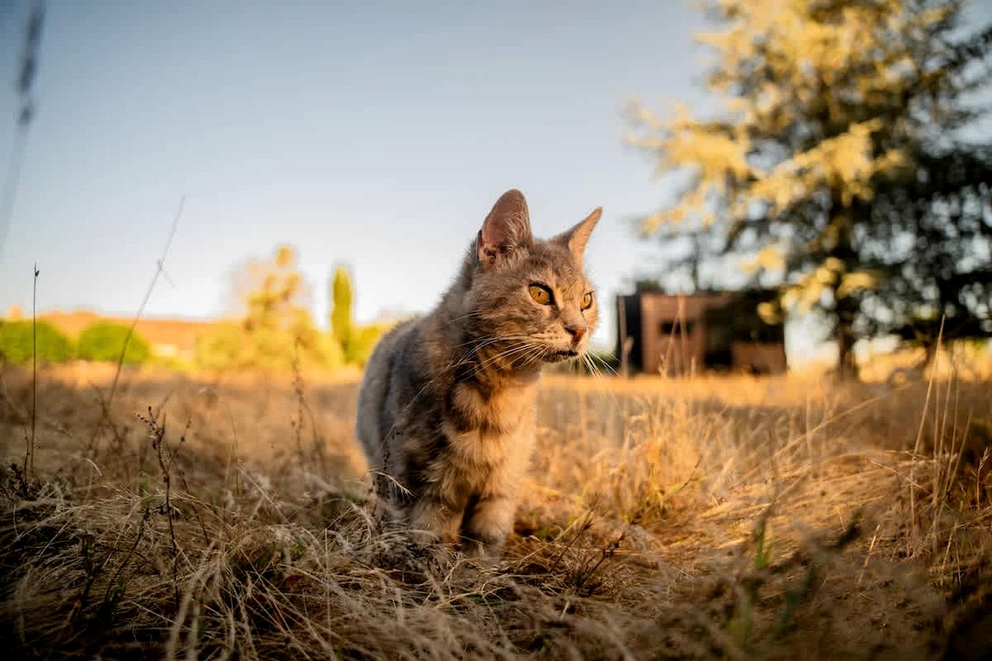 Charming Eco Tiny Home with Organic Wine & Goji Tasting near Saint-Émilion, Gironde