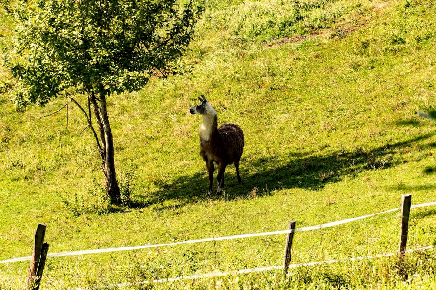 Panoramic Eco-Lodge with Orchard & Animal Friends Near Saint-André-en-Royans | Vercors, France