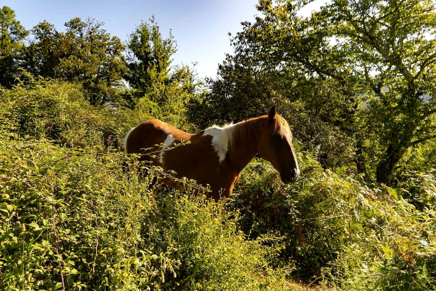 Panoramic Eco-Lodge with Orchard & Animal Friends Near Saint-André-en-Royans | Vercors, France