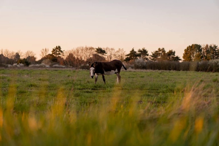 Vacation Rentals (France, Billy, Centre-Val de Loire)