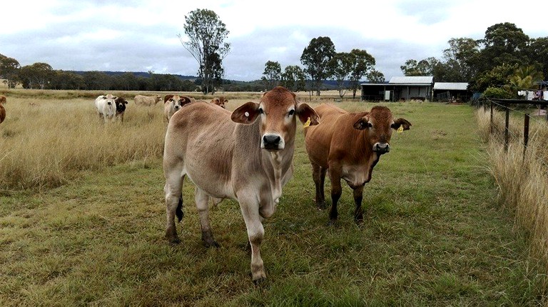 Cottages (Kingaroy, Queensland, Australia)