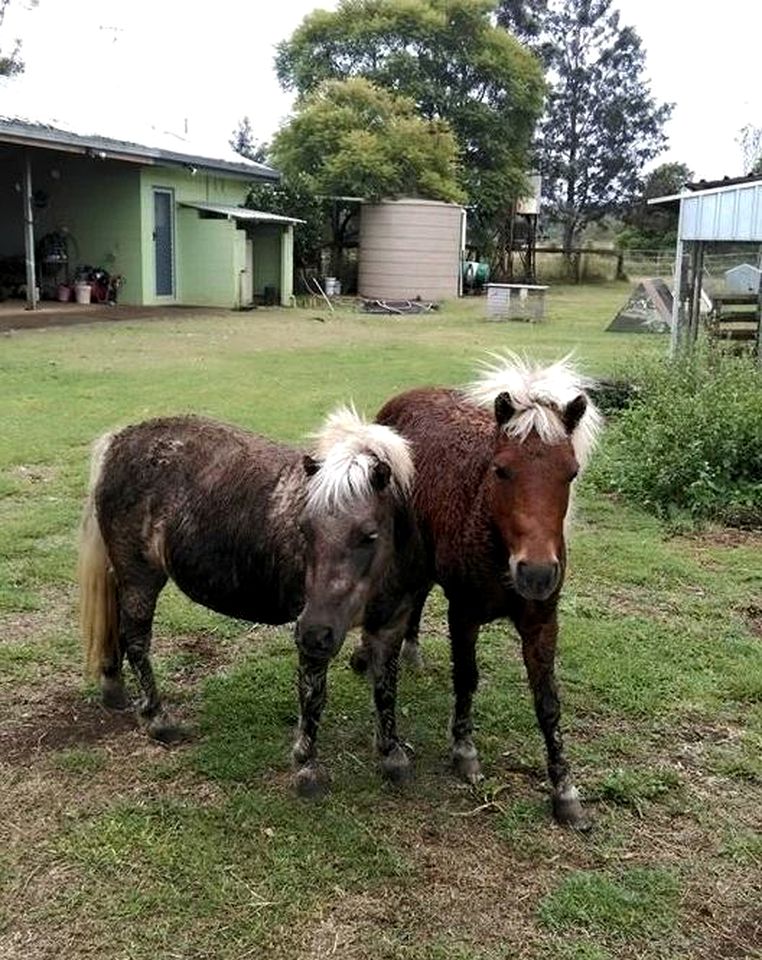 Family-Friendly Cottage Rental on 150-Acres of Farmland in Kingaroy, Queensland