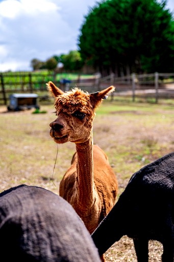 Pods (United Kingdom, Salisbury, England)
