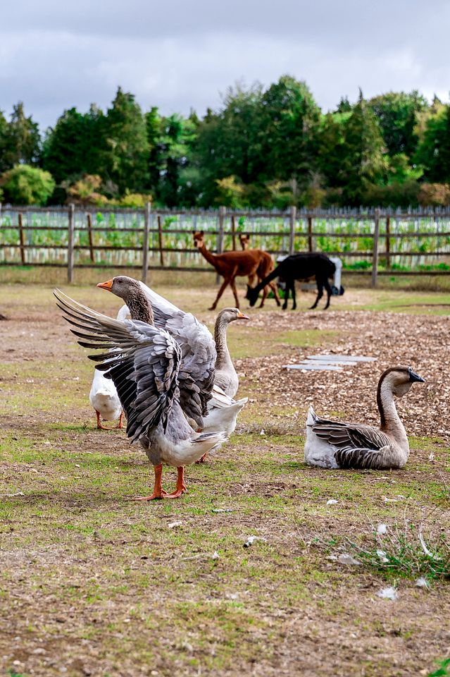 Luxurious Glamping Pod with Hot Tub for a Relaxing Escape in Nature near Salisbury, England