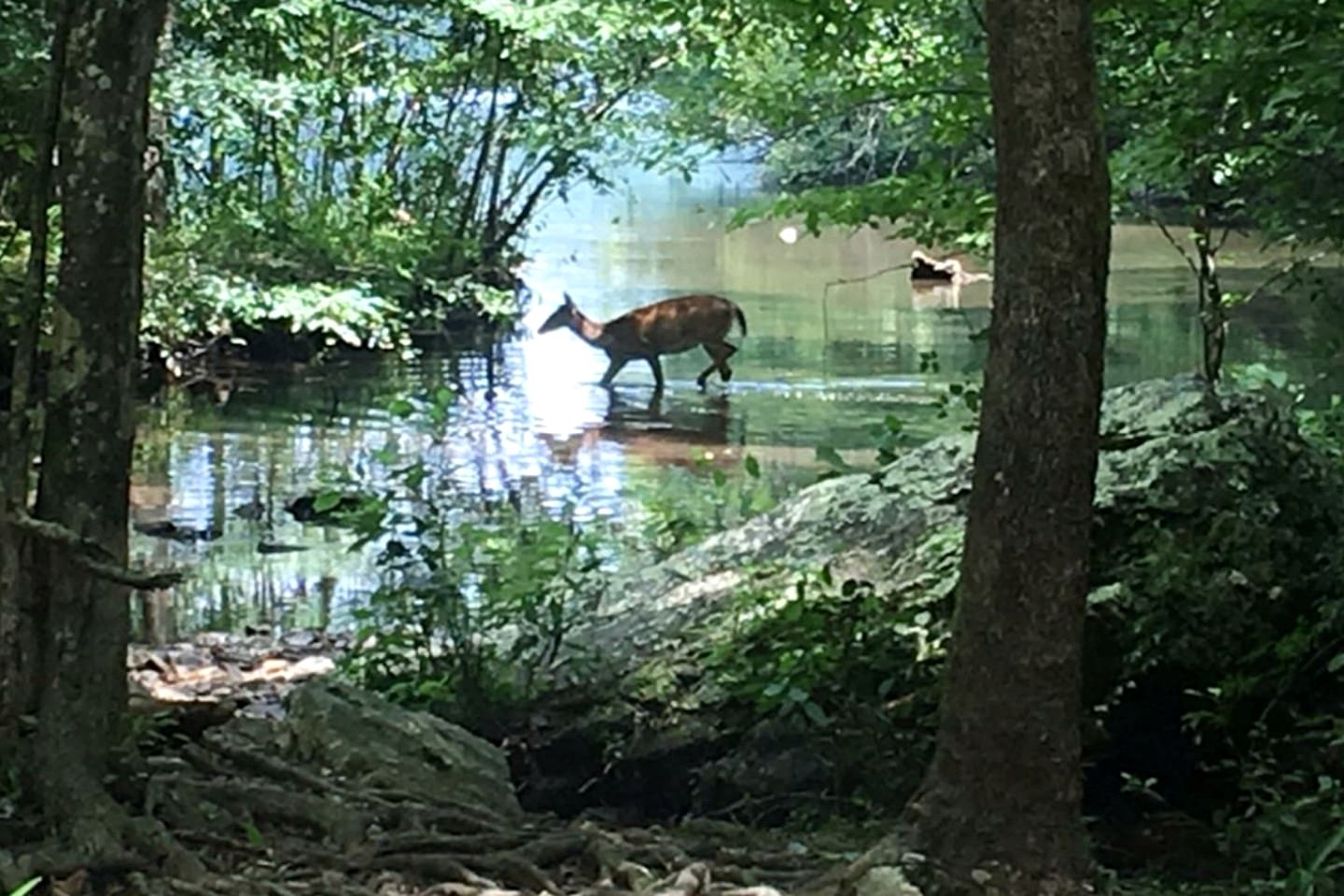Peaceful Cabin on the Caddo River and Close to State Parks for an Amazing Family Vacation in Glenwood, Arkansas